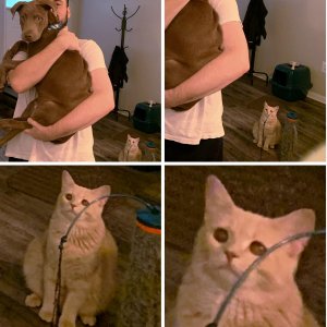 Cat Looking At Man Holding Dog   Jealous Cat   Crying Sad   It Hurts In My Meow Meow   Chat Triste Pleure